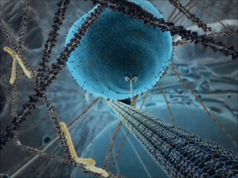 Kinesin motor protein Animation of the kinesin motor protein walking across an actin microtubule whilst carrying a vesicle