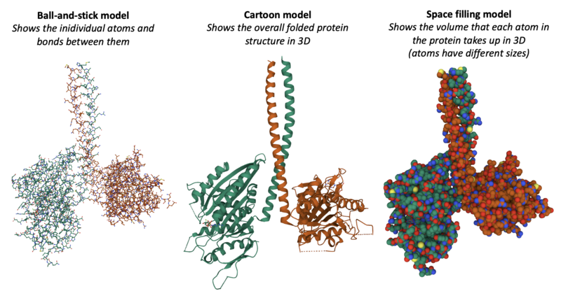 Different ways of displaying the 3D shape of the kinesin motor protein Different ways of displaying the 3D shape of the kinesin motor protein