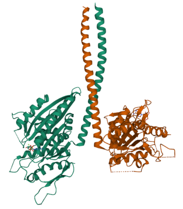 3D structure of the kinesin protein, as seen on the Protein Data Bank with ID "1n6m"
