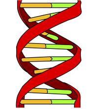 Dna dna