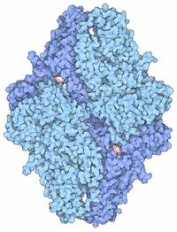 Enzyme enzyme