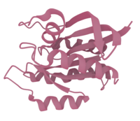 Hras gtpase The 3D structure of the "Hras GTPase" protein, taken from PDB ID "3k8y"